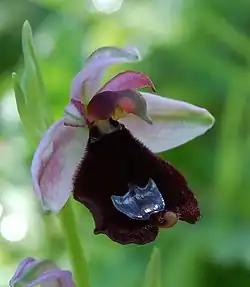 Ophrys bertolonii bertolonii