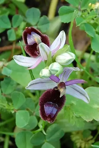 Цветок Ophrys bertolonii subsp. bertolonii