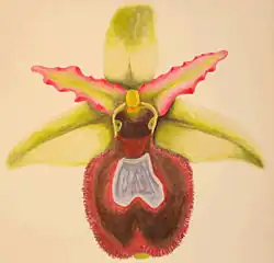 Ophrys bertolonii bertoloniiformis