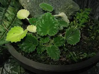 Opithandra primuloides