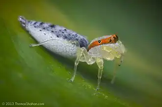 Cotinusa sp. (Белиз)