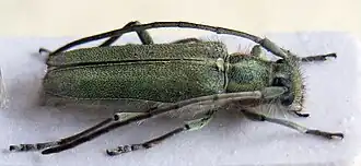 Opsilia coerulescens