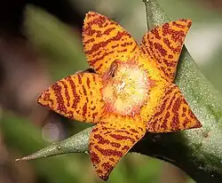 Orbea schweinfurthii