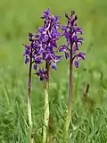 Ятрышник мужской (Orchis mascula)