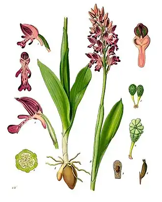 Ятрышник шлемоносный (Orchis militaris) — типовой вид типового рода.Ботаническая иллюстрация из книги Köhler’s Medizinal-Pflanzen, 1887