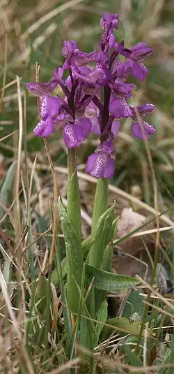 Anacamptis morio