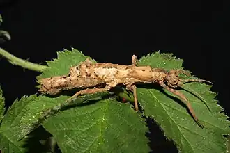 Палочник Pylaemenes guangxiensis