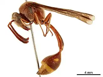 Oreumenoides edwardsii