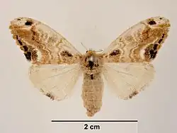 Самка, вид сверху