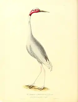 Индийский журавль