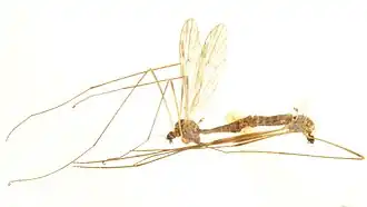 Ormosia romanovichiana