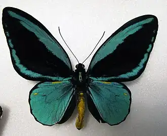 Самец Ornithoptera aesacus
