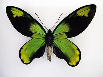 Самец номинативного подвида