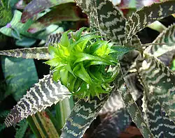 Orthophytum gurkenii