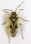 Orthops campestris