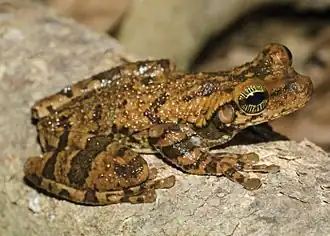 Амазонский костноголов