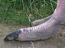 Стопа (как это часто бывает, без одного из когтей)