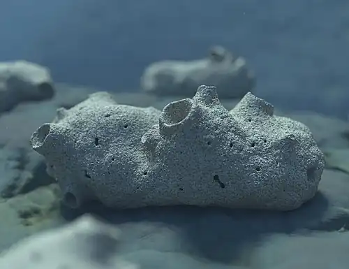 Otavia antiqua некоторыми учёными считается самым ранним из известных животных