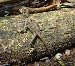 Цейлонская скрытоухая агама