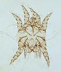 Otodectes