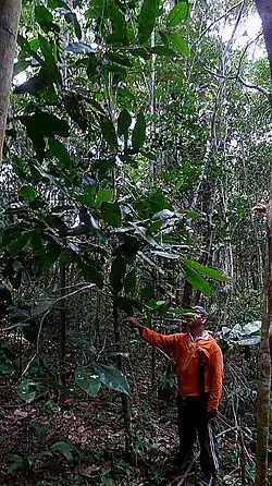 Ouratea gigantophylla