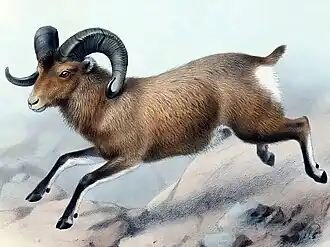 Камчатский снежный баран