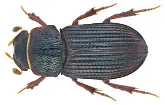 Oxyomus sylvestris