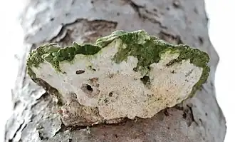 Оксипорус тополёвый