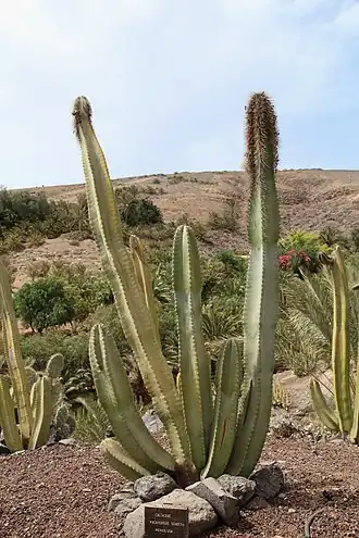 Lophocereus schottii