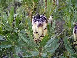 Protea lepidocarpodendron