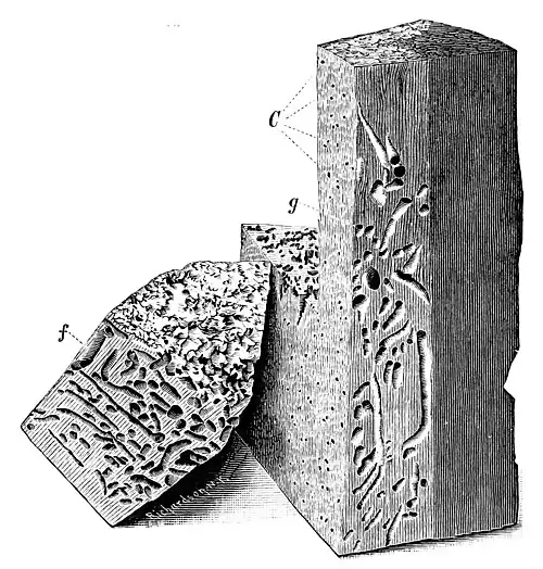 Древесина, изъеденная корабельными червями