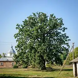 Александровский дуб