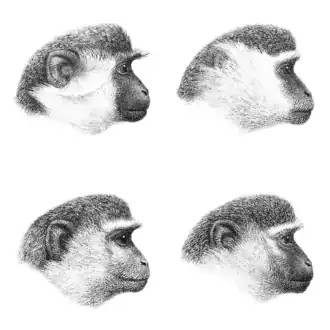 Варианты окраса шерсти на голове зелёных мартышекСлева вверху: зелёная мартышка, справа вверху: гриветСлева внизу: малбрук, справа внизу: верветка