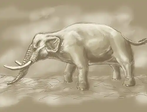 Самец, 1 м в холке