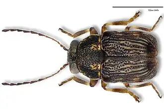 Pachybrachis luctuosus