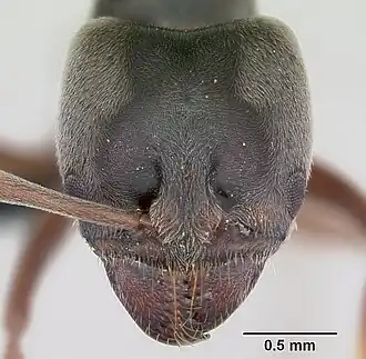 Муравей Brachyponera sennaarensis