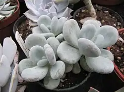 Pachyphytum werdermannii