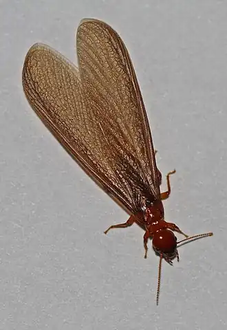 Имаго Zootermopsis angusticollis