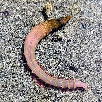 Abarenicola pacifica