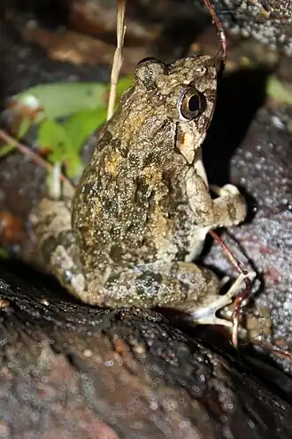 Рисовая лягушка