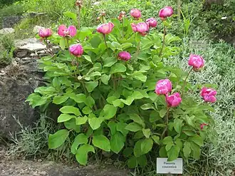 Пион кавказский