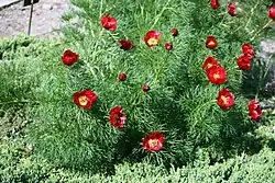 Пион узколистный