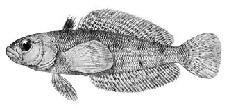 Малый широколобик (Антарктика)