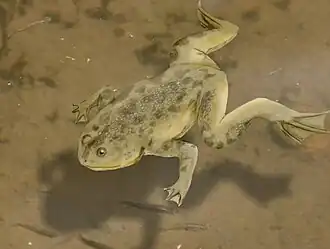 Реконструкция Palaeobatrachus gigas