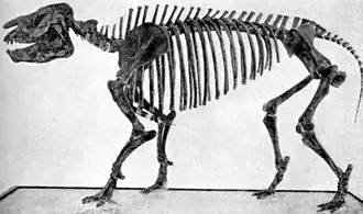 Скелет Palaeosyops robustus