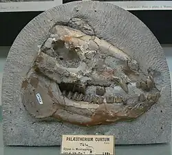 Ископаемый череп вида Palaeotherium curtum