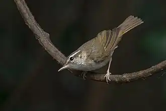 На зимовке в Таиланде, 29 ноября 2013, Baan Song Nok, Пхетбури.