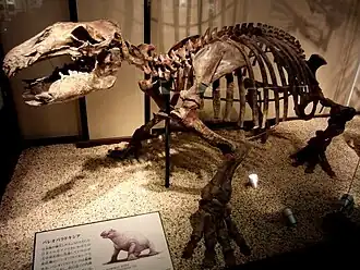 Скелет Paleoparadoxia tabatai