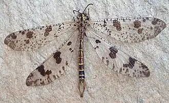 Имаго Palpares libelluloides, самец