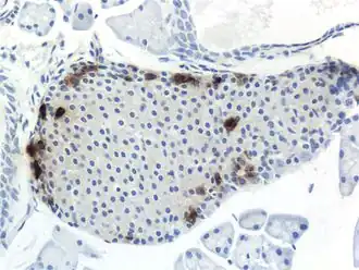Панкреатический островок мыши, ПП-клетки выделены.